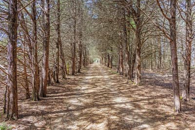 1393 County Road 2250, Ivanhoe TX 75447 - Photo 2