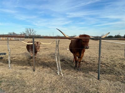 10917 County Road 290, Anna TX 75409 - Photo 3