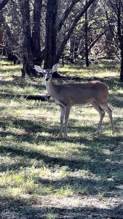 177 Highline Road, Valley Mills TX 76689