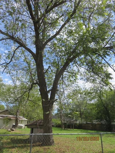 1501 Division Street, Commerce TX 75428 - Photo 2