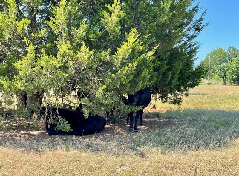 299 Private Road 1452, Chico TX 76431 - Photo 34