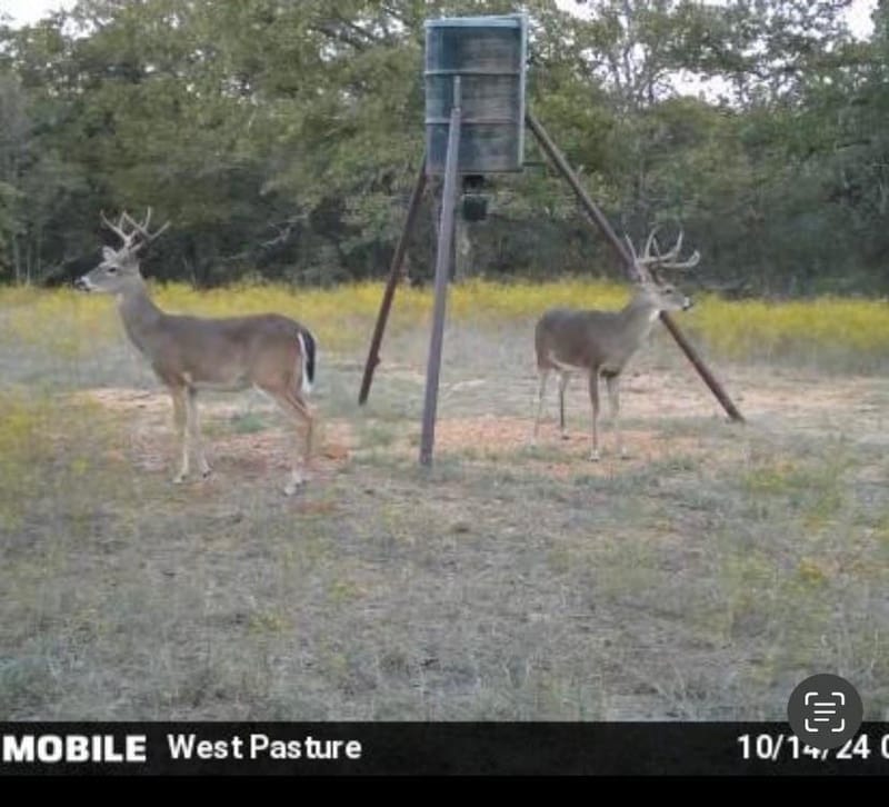 1992 Sand Flat Road, Jacksboro TX 76458 - Photo 36