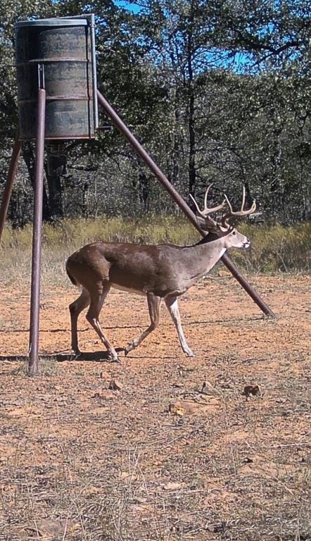 1992 Sand Flat Road, Jacksboro TX 76458 - Photo 35