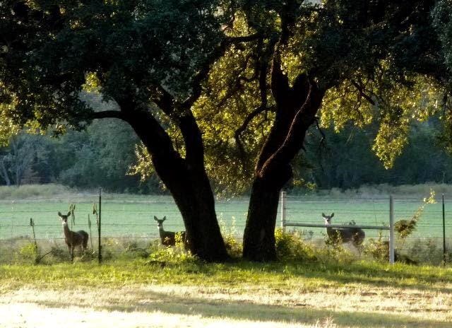 9051 Fm 205, Bluff Dale TX 76433 - Photo 9