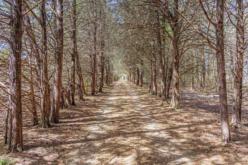 1393 County Road 2250, Ivanhoe TX 75447 - Photo 2
