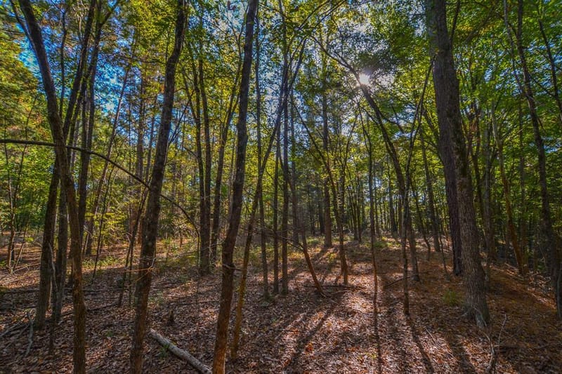 0 COUNTY ROAD 3409, Chandler TX 75758 - Photo 27