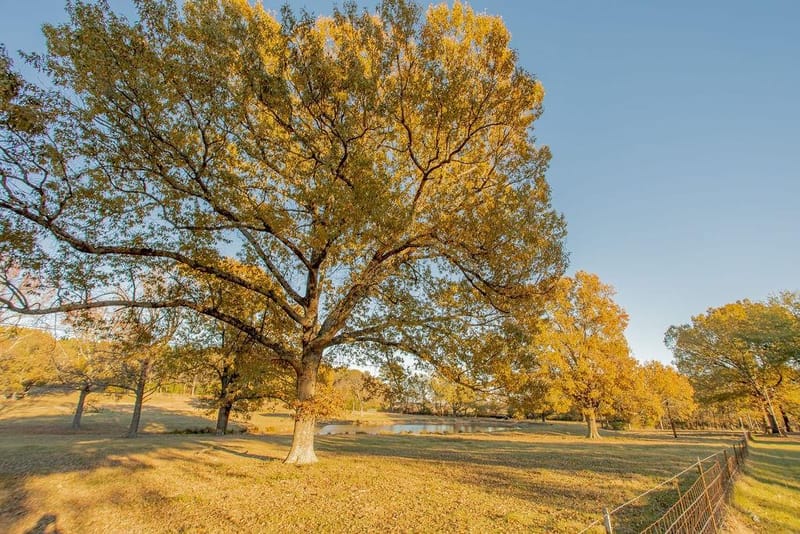 12575 Fm 3271, Tyler TX 75704 - Photo 39