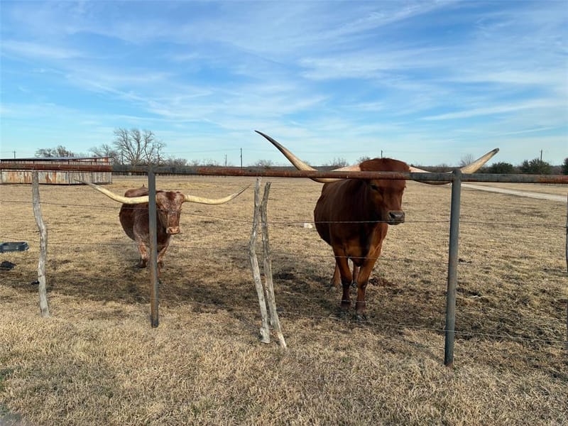 10917 County Road 290, Anna TX 75409 - Photo 3