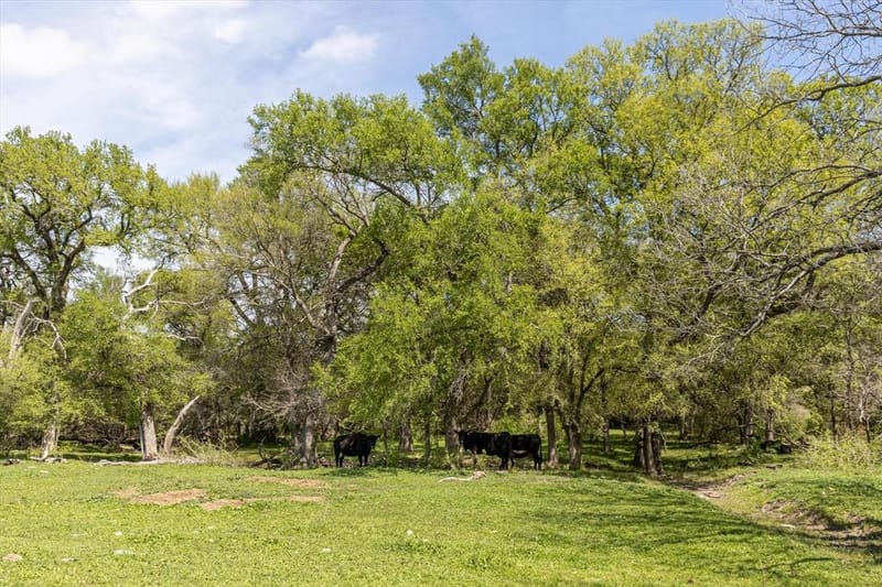 9885 County Road 270, Hico TX 76457 - Photo 14