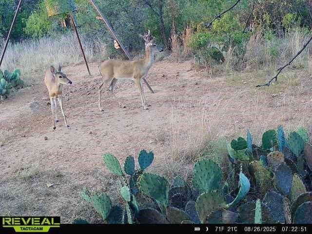 8851 CR 133, Brownwood TX 76801 - Photo 38