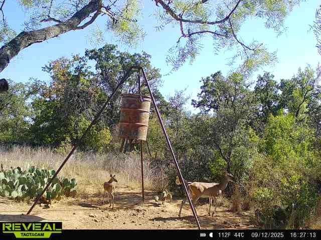 8851 CR 133, Brownwood TX 76801 - Photo 40