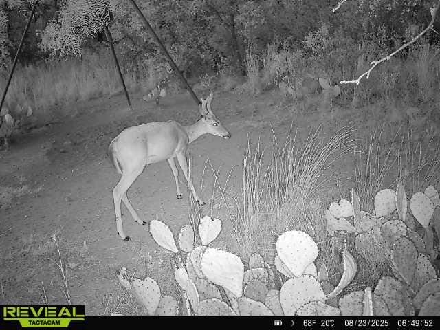 8851 CR 133, Brownwood TX 76801 - Photo 39