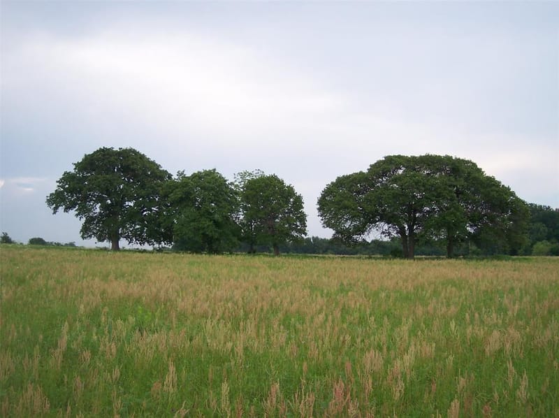 800 County Road 426, Cleburne TX 76031 - Photo 27
