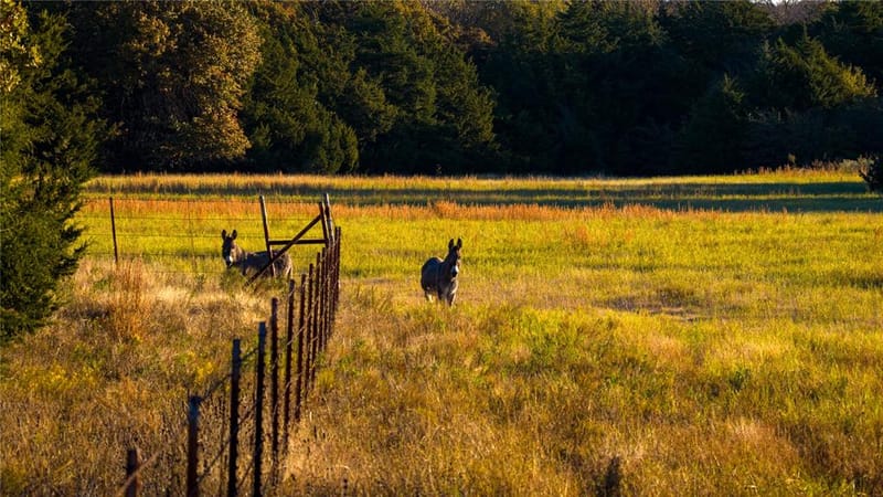 1210 County Road 232, Collinsville TX 76233 - Photo 33