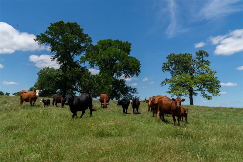 248 -Shaffer Road, Denison TX 75021 - Photo 32