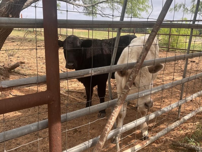2548 County Road 2690, Alvord TX 76225 - Photo 27