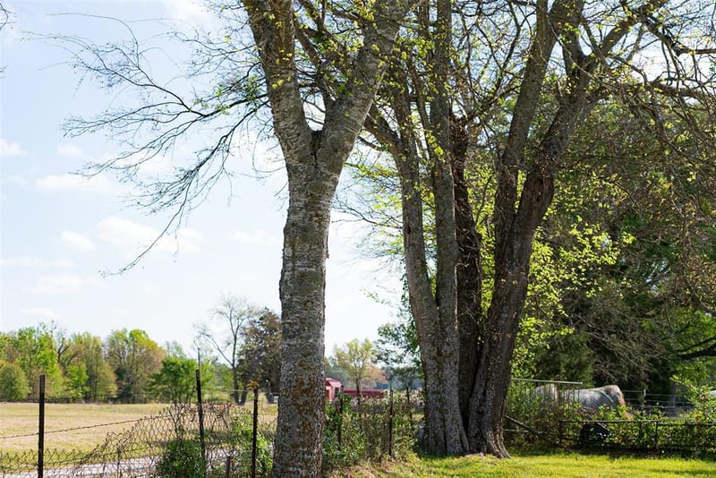 10813 Fm 773, Ben Wheeler TX 75754 - Photo 23