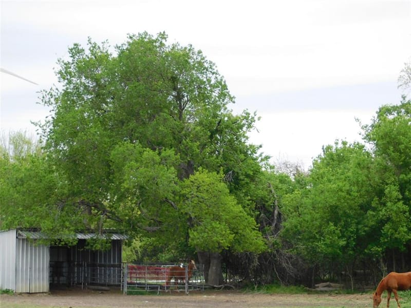 1032 Fm 936, Hubbard TX 76648 - Photo 7