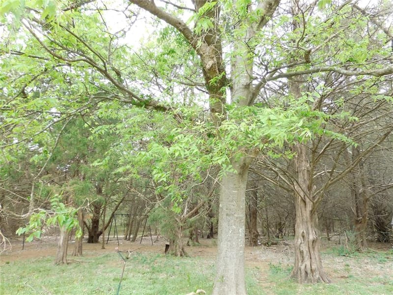 1032 Fm 936, Hubbard TX 76648 - Photo 11