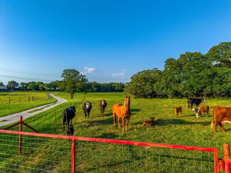 141 County Road 4793, Boyd TX 76023 - Photo 2