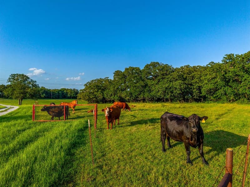 141 County Road 4793, Boyd TX 76023 - Photo 4