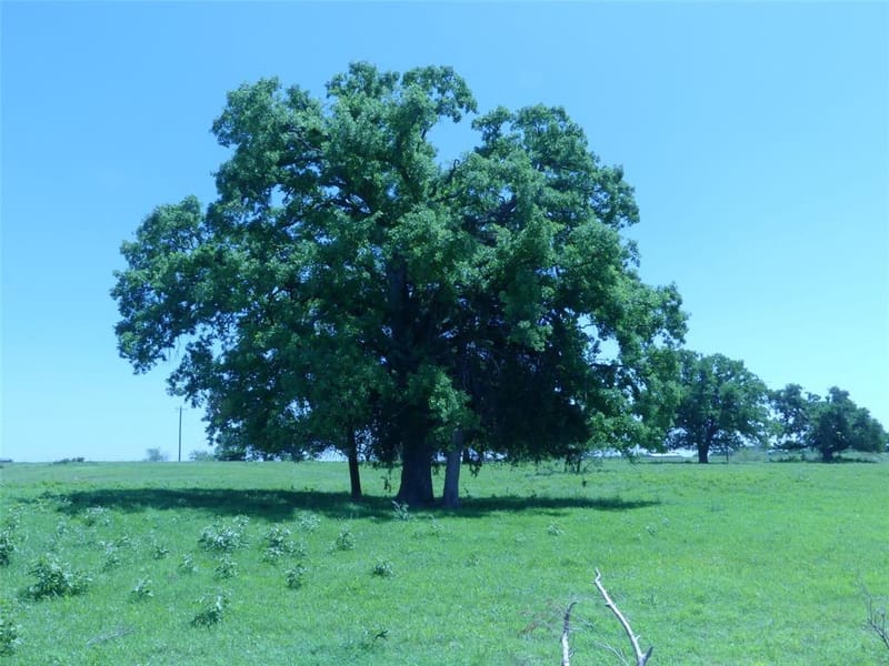 3421 School House Road, Forestburg TX 76239 - Photo 36