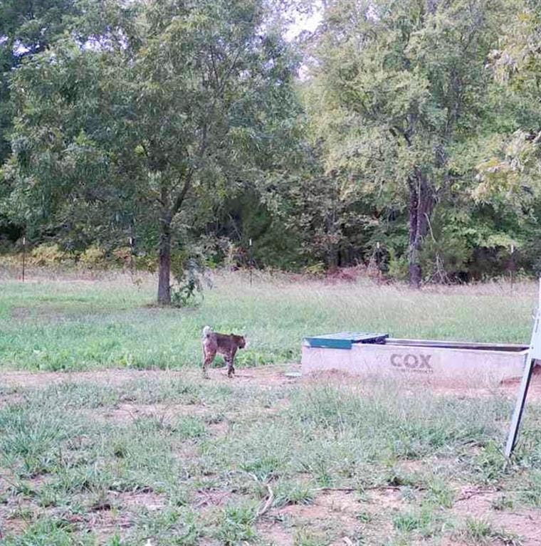 9439 County Road 103, Whitesboro TX 76273 - Photo 38