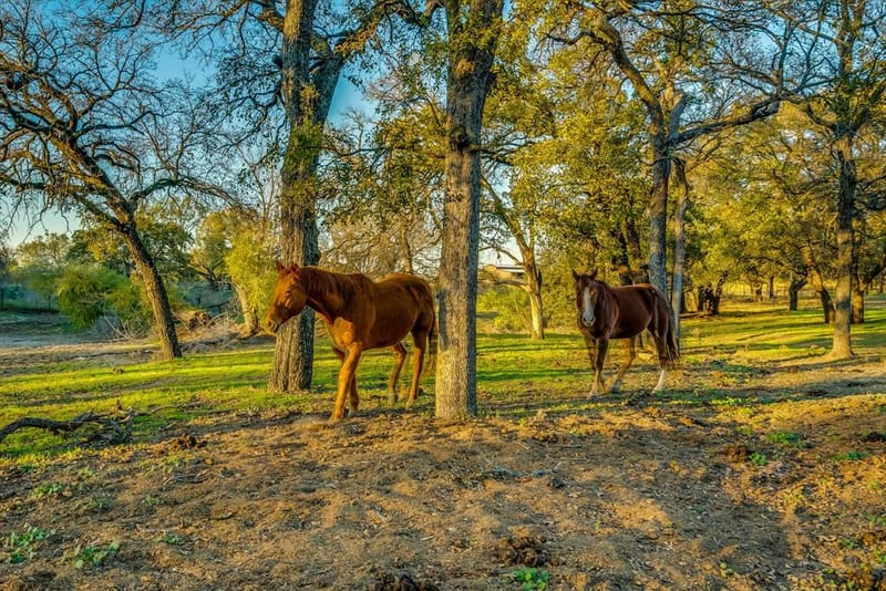 109 Tango Road, Weatherford TX 76087 - Photo 36