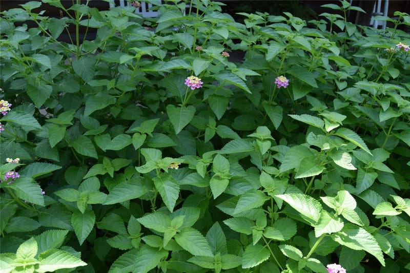 776 Methodist Camp Road, Minden LA 71055 - Photo 9