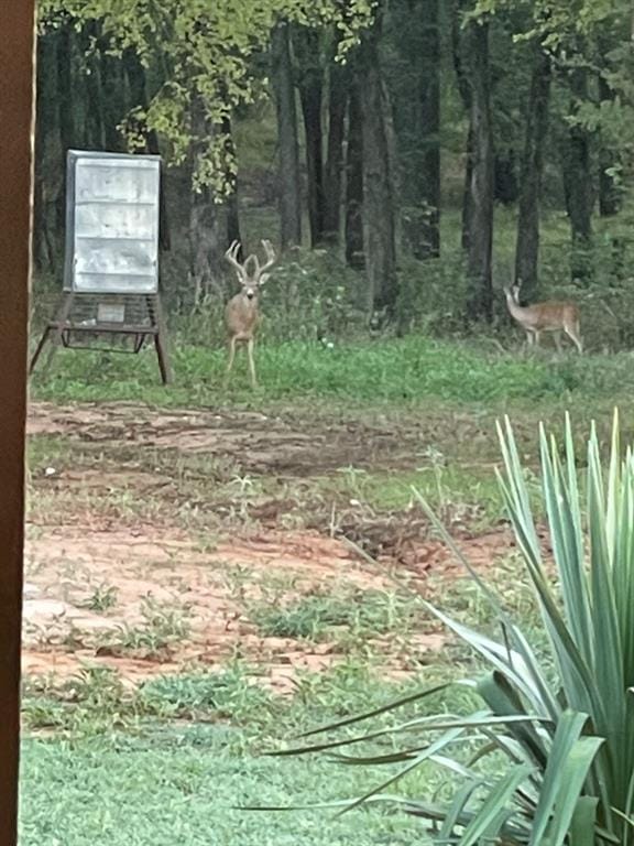 596 County Road 4668, Rhome TX 76078 - Photo 34