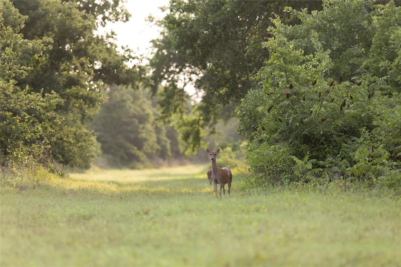 10371 State Hwy 148, Jacksboro TX 76458 - Photo 2
