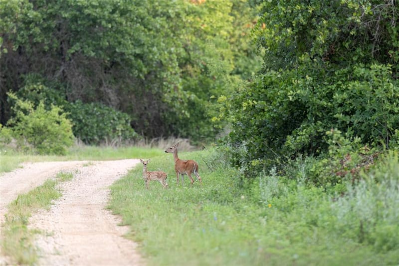 10371 State Hwy 148, Jacksboro TX 76458 - Photo 37