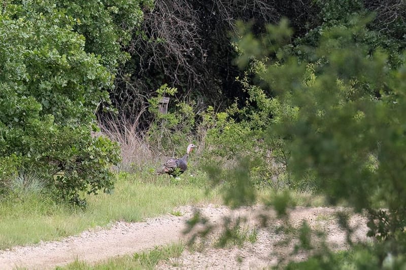 10371 State Hwy 148, Jacksboro TX 76458 - Photo 39