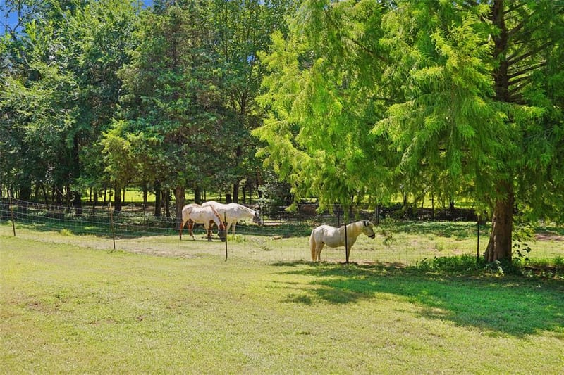 1433 Old Sadler Road, Sadler TX 76264 - Photo 4