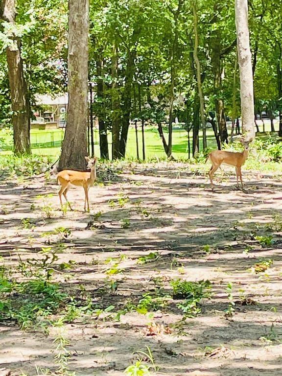 940 County Road 1858, Yantis TX 75497 - Photo 34
