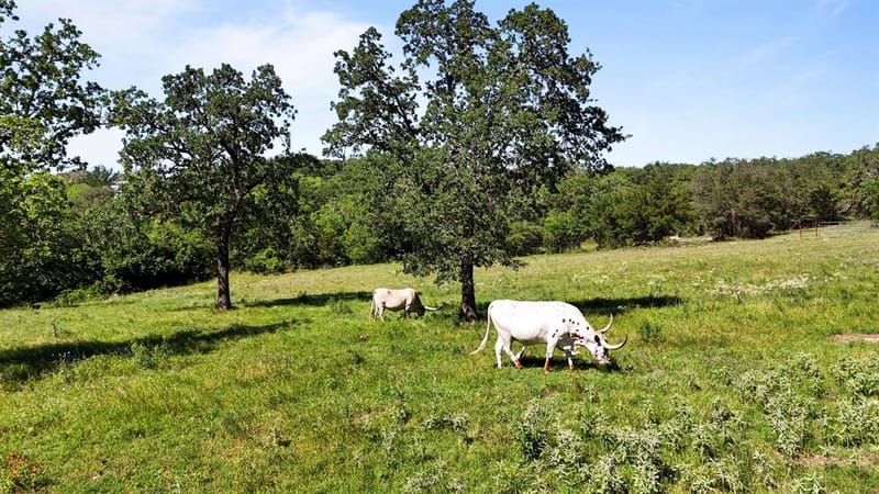 156 Private Road 3626, Springtown TX 76082 - Photo 24