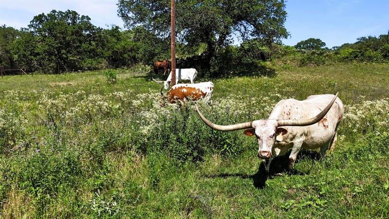 156 Private Road 3626, Springtown TX 76082 - Photo 35