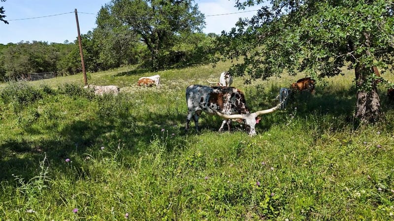 156 PR 3626, Springtown TX 76082 - Photo 28