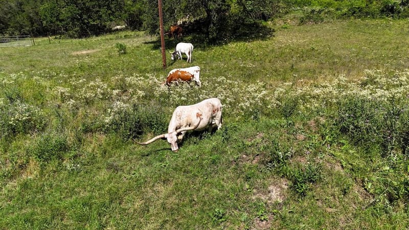 156 PR 3626, Springtown TX 76082 - Photo 31