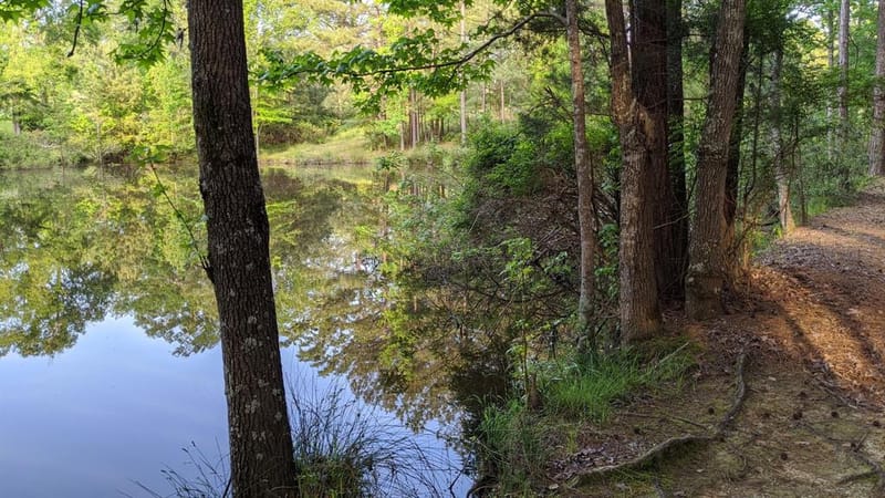113 Breezy Road, Gibsland LA 71028 - Photo 28