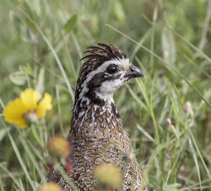 6187 FM 586 S, Bangs TX 76823 - Photo 36