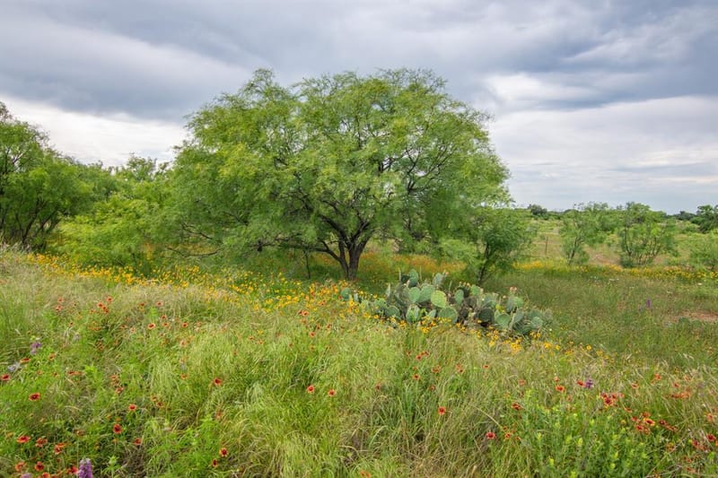6187 FM 586 S, Bangs TX 76823 - Photo 29