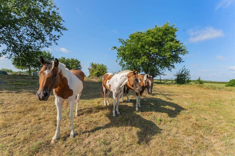 5634 County Road 1094, Celeste TX 75423 - Photo 22
