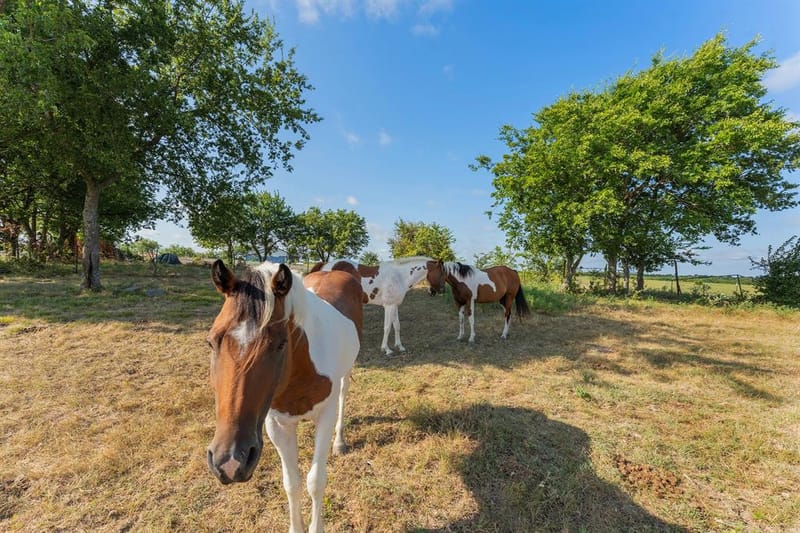 5634 County Road 1094, Celeste TX 75423 - Photo 21