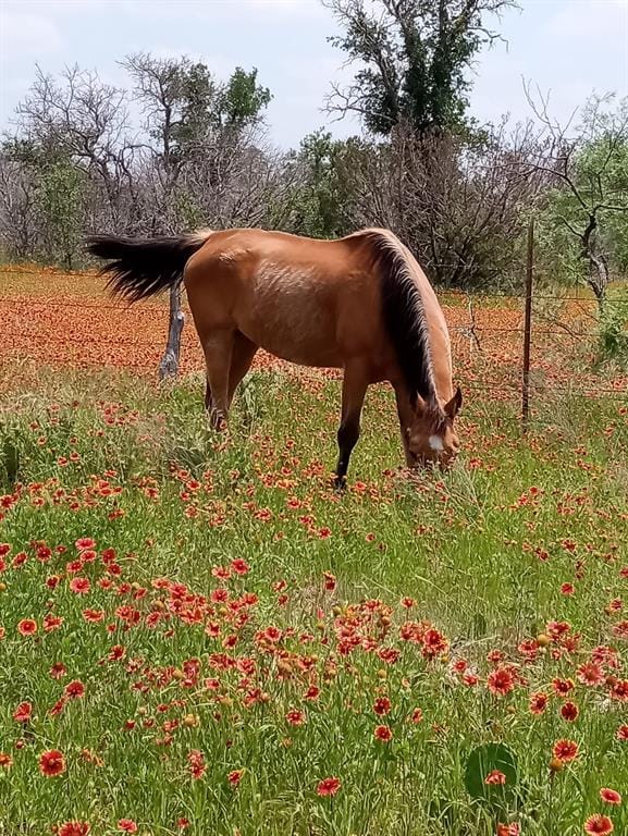 9486 Coppic Ranch Road, Brownwood TX 76801 - Photo 38