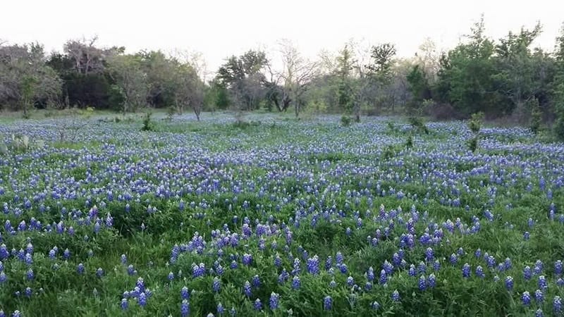 9486 Coppic Ranch Road, Brownwood TX 76801 - Photo 39