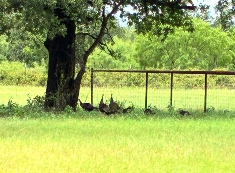 1402 County Road 185, Stephenville TX 76401 - Photo 31