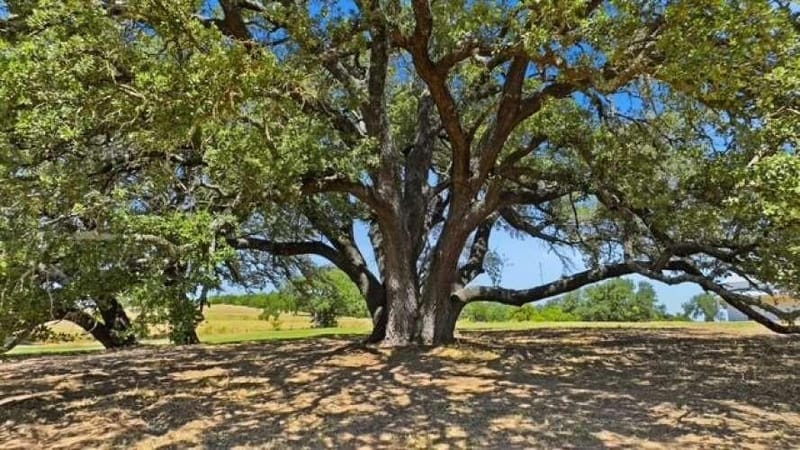 1014 Adell Road, Weatherford TX 76088 - Photo 38