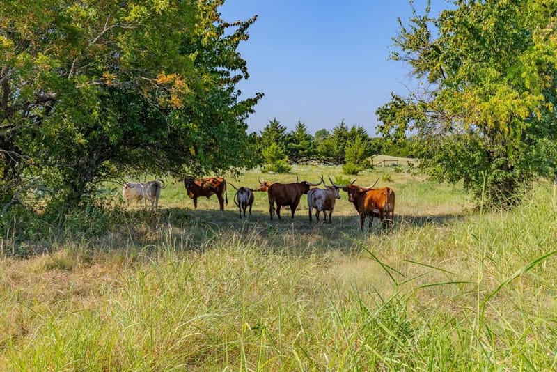 1704 County Road 1002, Greenville TX 75401 - Photo 9