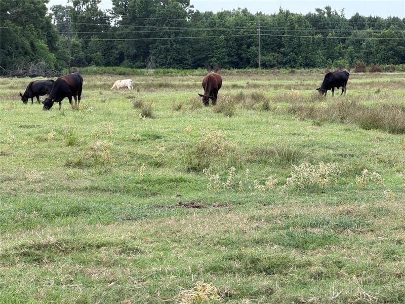 225 Farm to Market Rd 21, Pittsburg TX 75686 - Photo 16